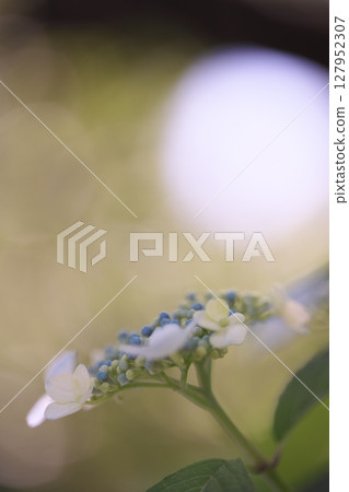 我常去的步道,繡球花盛開,美不勝收 我常去的步道,繡球花盛開,美不勝收 127952307