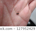A member of the Asimidae family 127952429