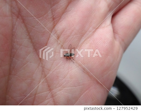 蟬科 (Asimidae) 成員 蟬科 (Asimidae) 成員 127952429