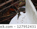 Garbage and mudskippers 127952431