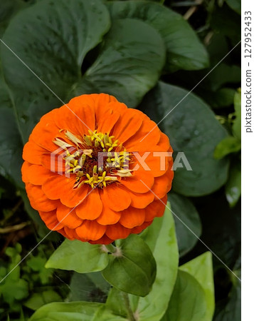bright orange zinnia blooms in lush garden setting surrounded by green foliage. closeup. bright orange zinnia blooms in lush garden setting surrounded by green foliage. closeup. 127952433