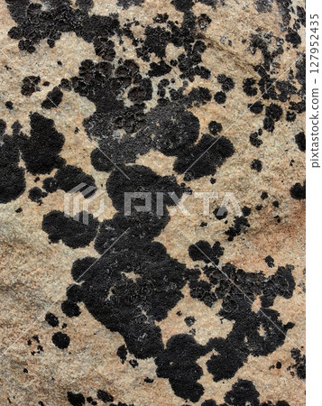 black lichens create intricate patterns on rocks highlighting biodiversity. closeup. black lichens create intricate patterns on rocks highlighting biodiversity. closeup. 127952435