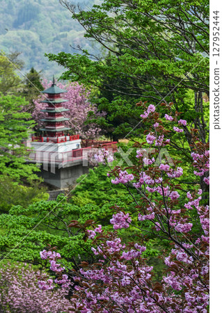 栗梔不動寺的重瓣櫻花 栗梔不動寺的重瓣櫻花 127952444