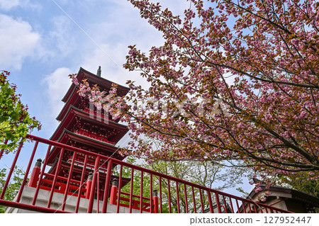 Double cherry blossoms at Kurigarafudoji Temple Double cherry blossoms at Kurigarafudoji Temple 127952447