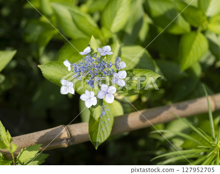 Hydrangea blooming in the garden 127952705