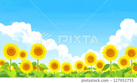 Sunflower and blue sky 127952755