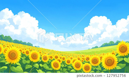 向日葵和藍天 127952756