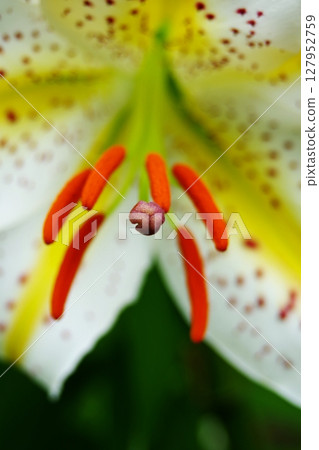 Stamens and pistils of a mountain lily Stamens and pistils of a mountain lily 127952759