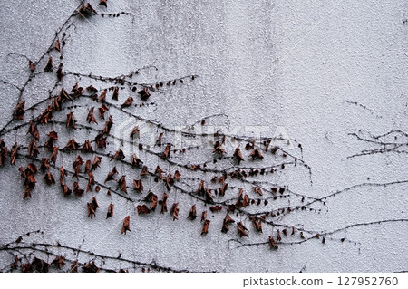 Wall creeping plant texture 127952760