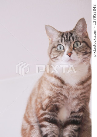 Cute tabby cat staring vertical Cute tabby cat staring vertical 127952848