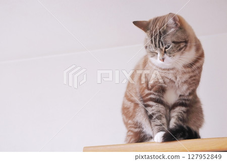 Depressed cute tabby cat Depressed cute tabby cat 127952849
