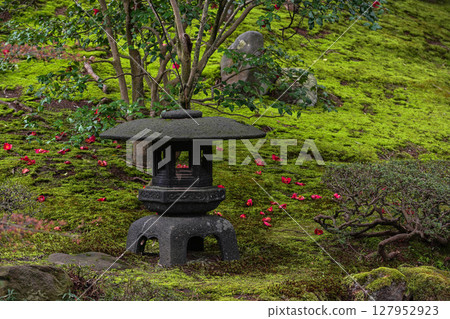 兼六園的春天，山茶花盛開，景色優美 127952923