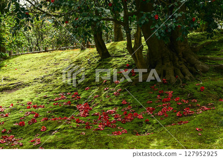 兼六園的春天，山茶花盛開，景色優美 127952925