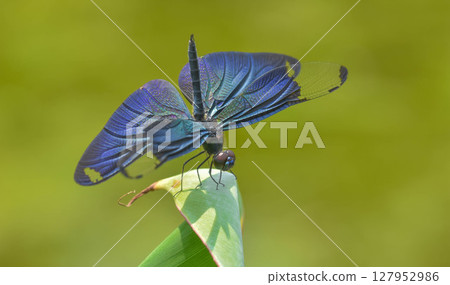 Shining Wings of the Butterfly Dragonfly Shining Wings of the Butterfly Dragonfly 127952986