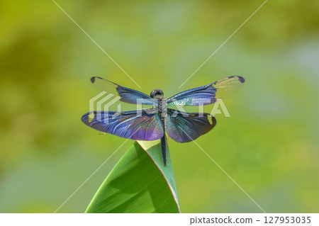 蝴蝶蜻蜓的閃亮翅膀 127953035