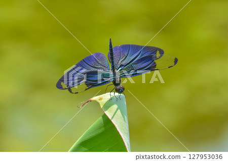 蝴蝶蜻蜓的閃亮翅膀 127953036