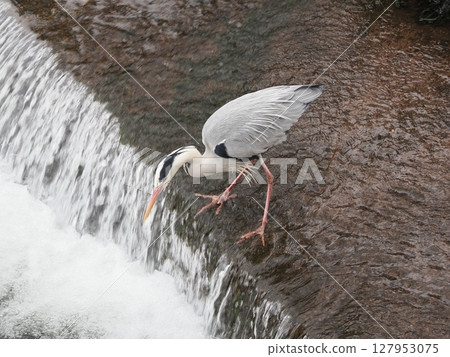 The Silent Hunter - The Time of the Grey Heron Waiting 127953075