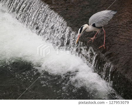A heron takes a step onto the water A heron takes a step onto the water 127953079