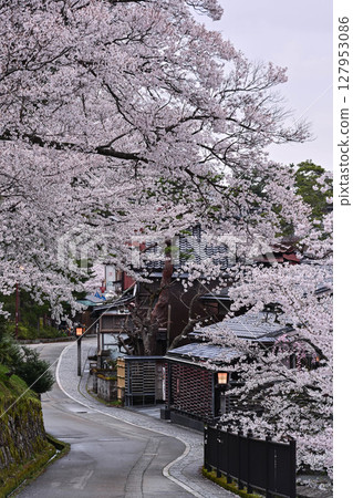 Beautiful cherry blossoms at Kenrokuen in spring 127953086