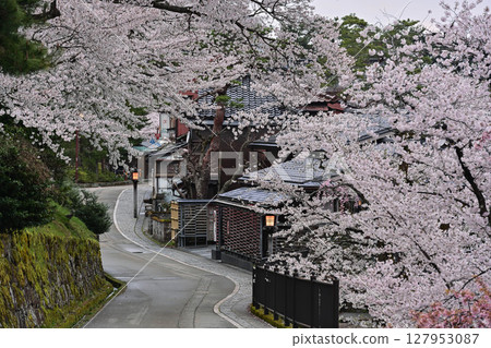 Beautiful cherry blossoms at Kenrokuen in spring 127953087
