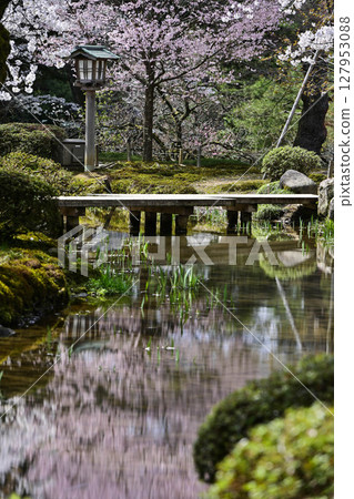 Beautiful cherry blossoms at Kenrokuen in spring Beautiful cherry blossoms at Kenrokuen in spring 127953088