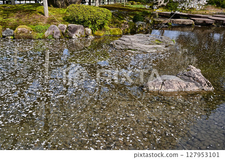 春天的兼六園，櫻花盛開 127953101