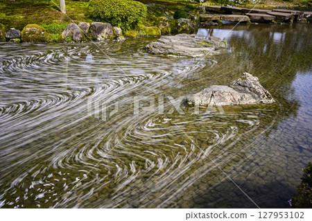 春天的兼六園，櫻花盛開 127953102
