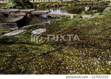春天的兼六園，櫻花盛開 127953103