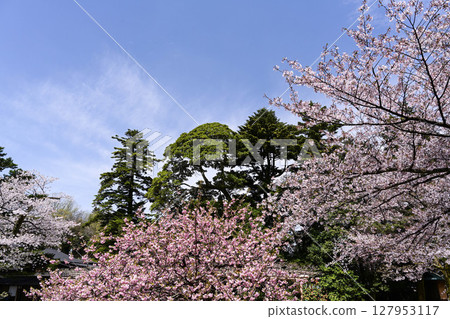 Beautiful cherry blossoms at Kenrokuen in spring 127953117