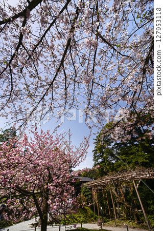 Beautiful cherry blossoms at Kenrokuen in spring 127953118