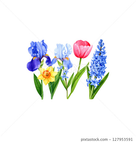 Bright spring bouquet with purple crocuses and pink irises on a white background. 127953591