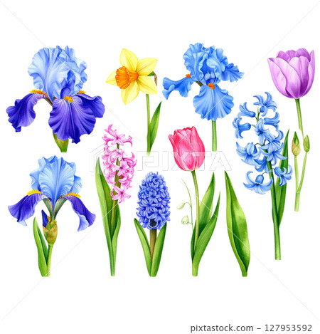 Bright spring bouquet with purple crocuses and pink irises on a white background. 127953592