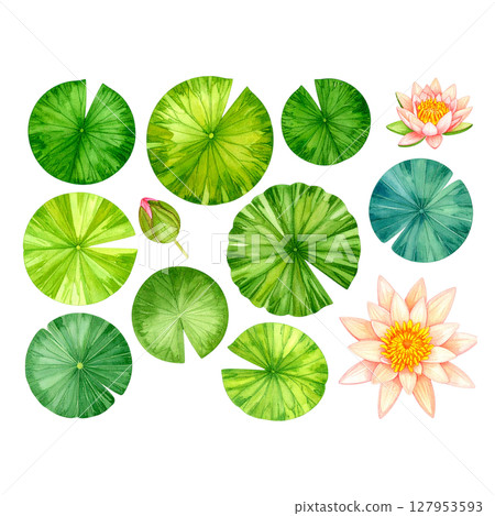 Watercolor lotus leaves on white background Watercolor lotus leaves on white background 127953593