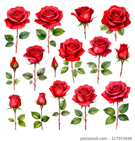Seamless pattern of beautiful red roses with green leaves on white background. 127953698