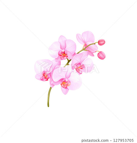 Beautiful pink orchid flower with delicate petals on white background. 127953705