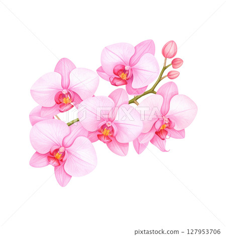 Beautiful pink orchid flower with delicate petals on white background. 127953706