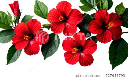 Blooming floral rose bouquet design with red and pink petals and green leaves on white 127953793