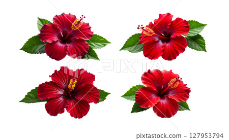 Blooming floral rose bouquet design with red and pink petals and green leaves on white 127953794