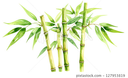 Green bamboo plant with leaves, isolated on white background 127953819