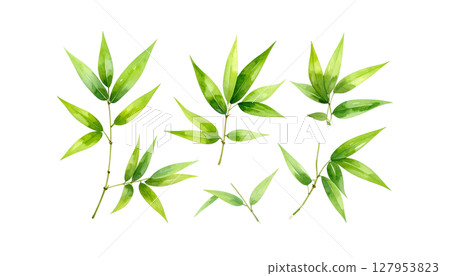 Green bamboo plant with leaves, isolated on white background 127953823