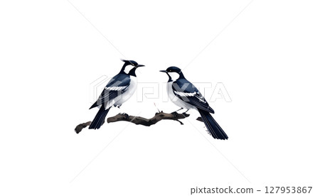 Black and white wild bird, possibly a raven or magpie, perched on a winter tree branch, a cute animal silhouette vector illustration 127953867