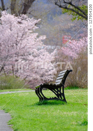 長椅旁的春天櫻花樹 127954100