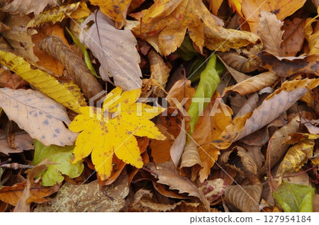 landscape of fallen leaves landscape of fallen leaves 127954184