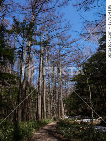 外國遊客在春季旅遊勝地上高地的森林小路上散步 127954198