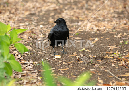 crow landed on the ground 127954265