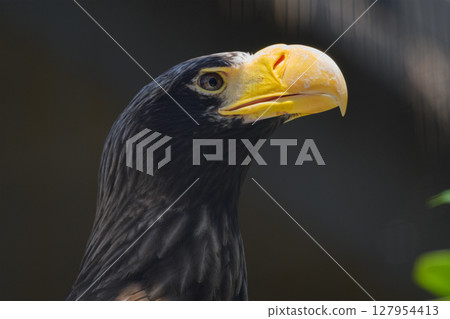 Head of a Steller's sea eagle Head of a Steller's sea eagle 127954413