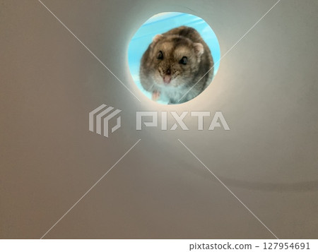 倉鼠穿過隧道 127954691