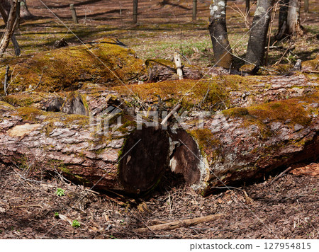 Scenery of fallen giant trees in the spring tourist attraction Kamikochi forest Scenery of fallen giant trees in the spring tourist attraction Kamikochi forest 127954815