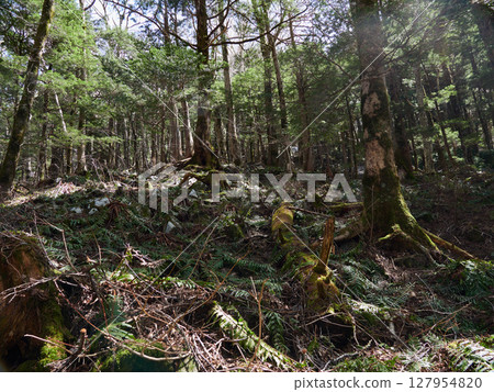 Spring tourist attraction: the virgin forest scenery of Kamikochi Spring tourist attraction: the virgin forest scenery of Kamikochi 127954820