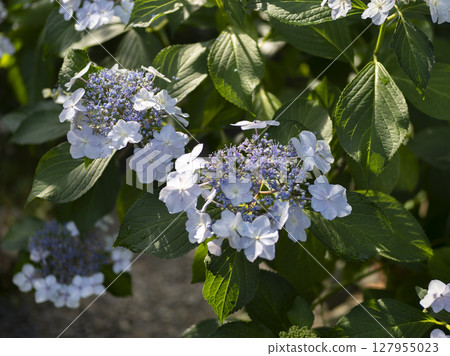 Hydrangea in the morning sun Hydrangea in the morning sun 127955023